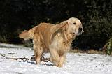 GOLDEN RETRIEVER 796